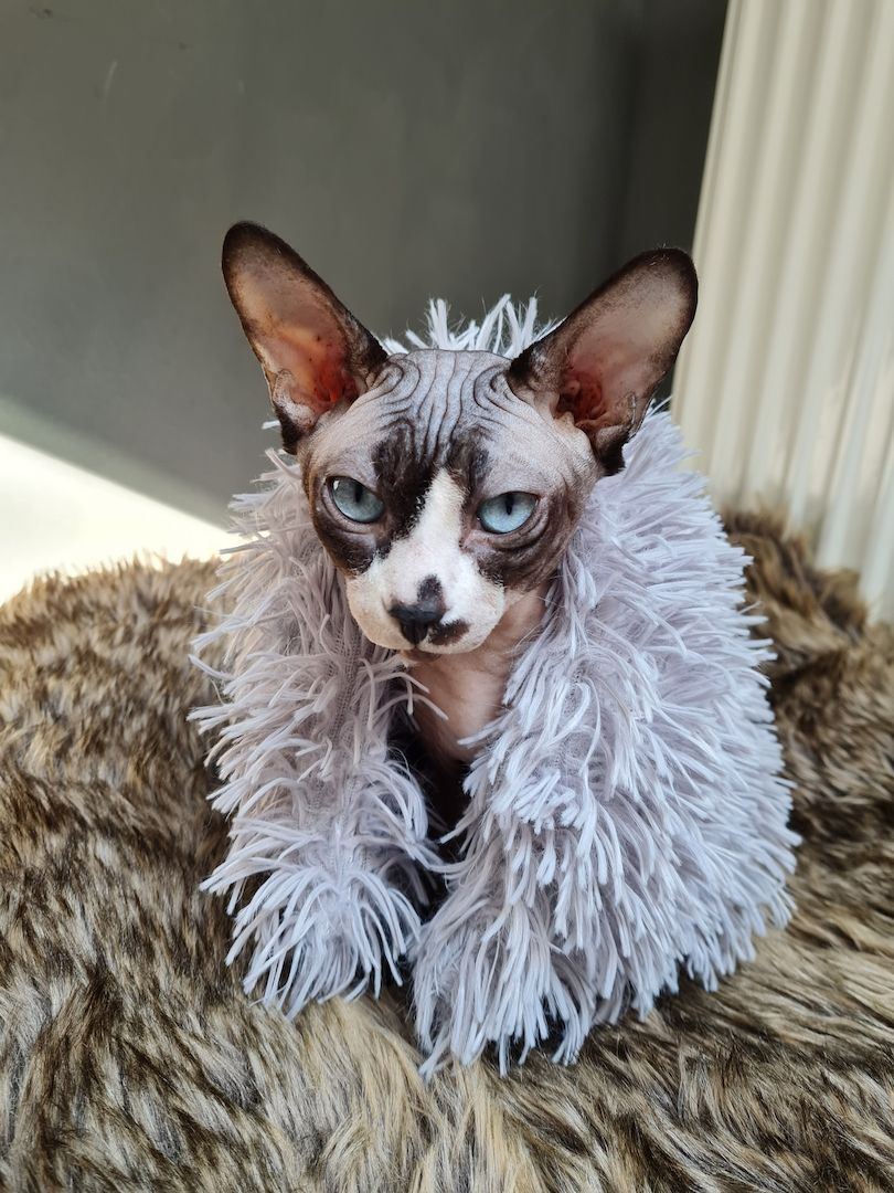 Verschmustes Sphynx Pärchen sucht liebevolles Zuhause auf Lebenszeit