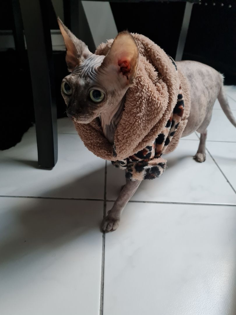 Verschmustes Sphynx Pärchen sucht liebevolles Zuhause auf Lebenszeit