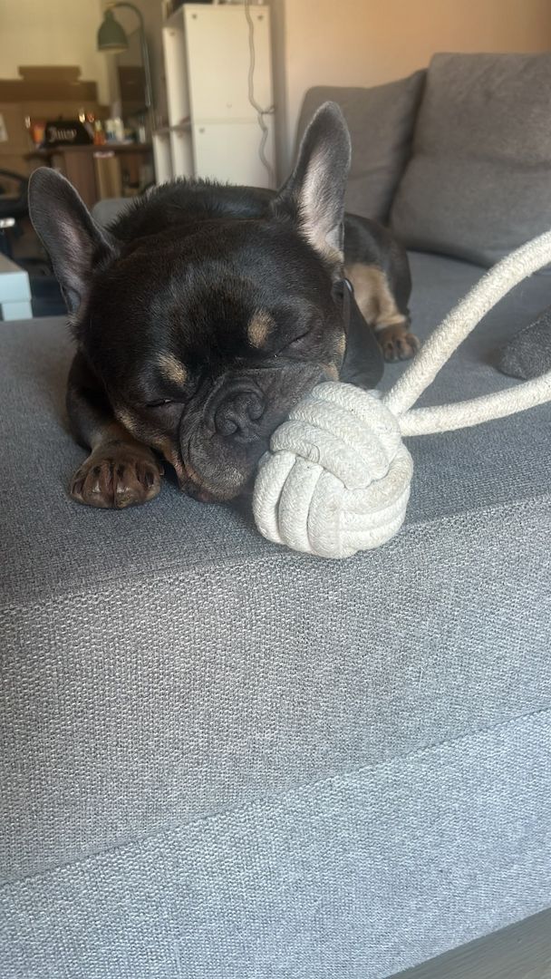 Dringend Französische Bulldogge abzugeben