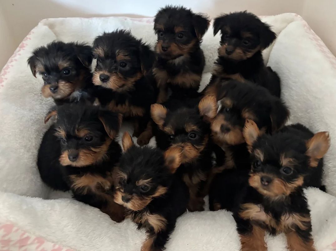 Yorkshire-Terrier-Welpen zu vermitteln.