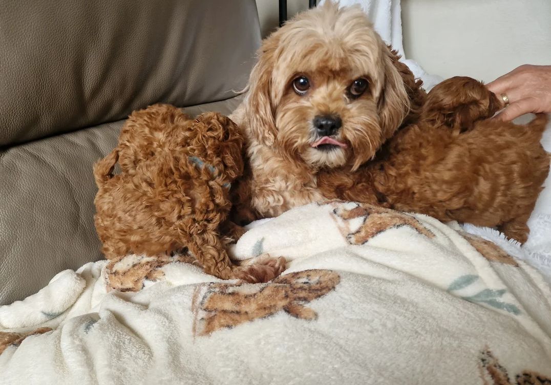 Cavapoo-Welpen zu vermitteln.
