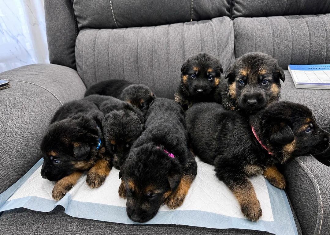 Wunderschöne Deutsche Schäferhundwelpen suchen ein neues Zuhause.