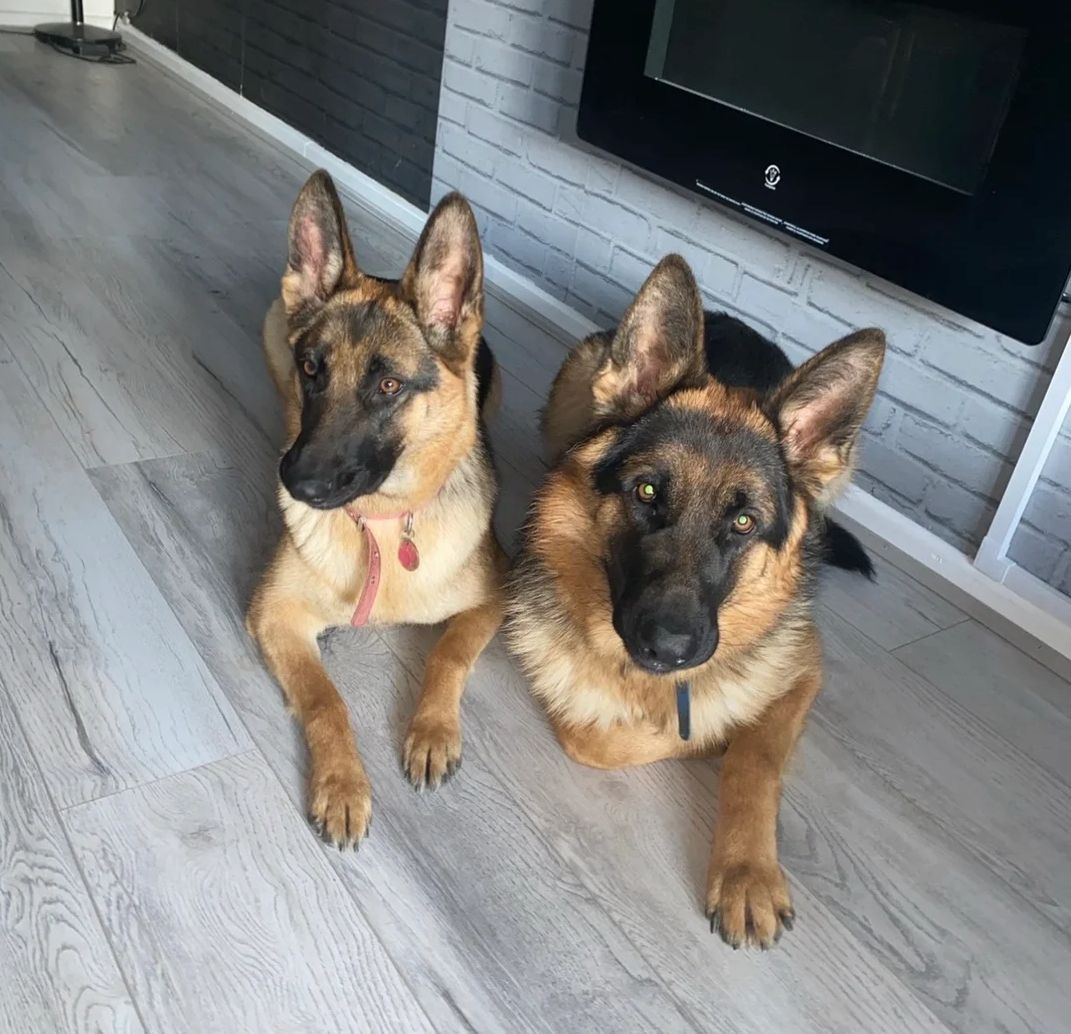 Wunderschöne Deutsche Schäferhundwelpen suchen ein neues Zuhause.