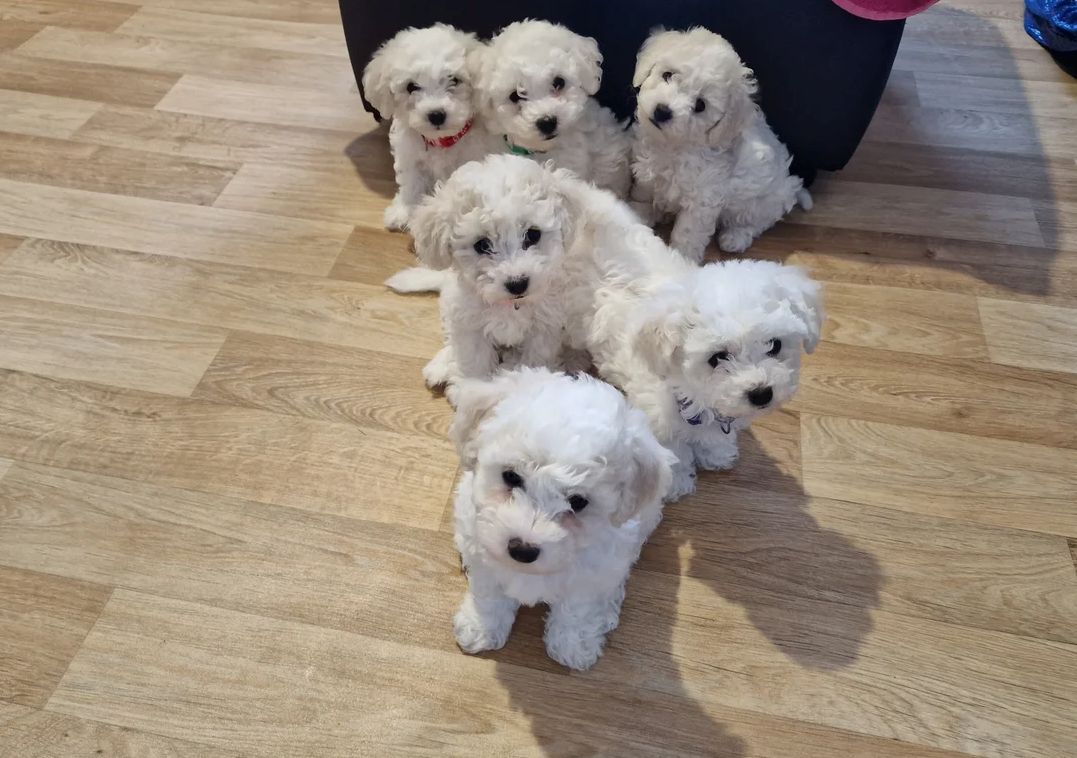 Bichon Frisé Welpen abzugeben.