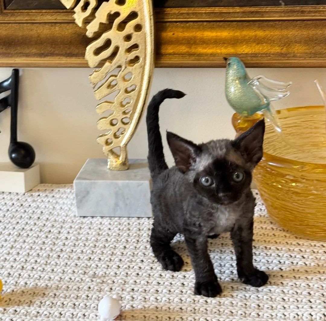 Hervorragende Devon-Rex-Kätzchen zu verkaufen.
