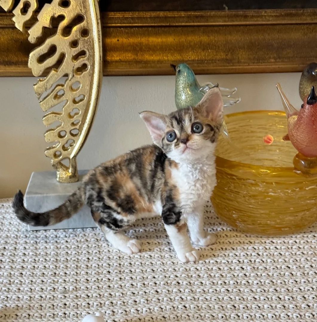 Devon-Rex-Kätzchen zu verkaufen.