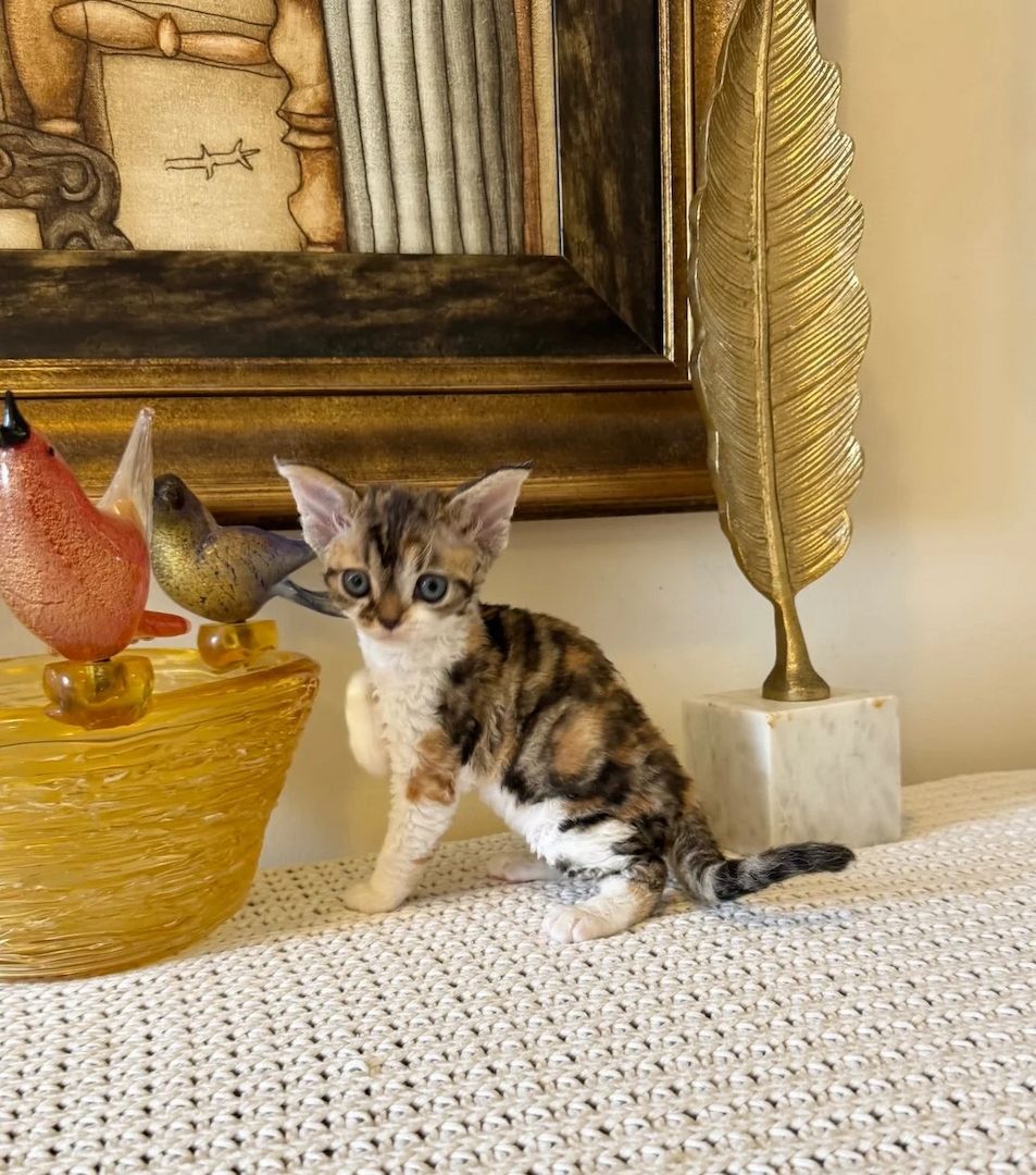 Hervorragende Devon-Rex-Kätzchen zu verkaufen.