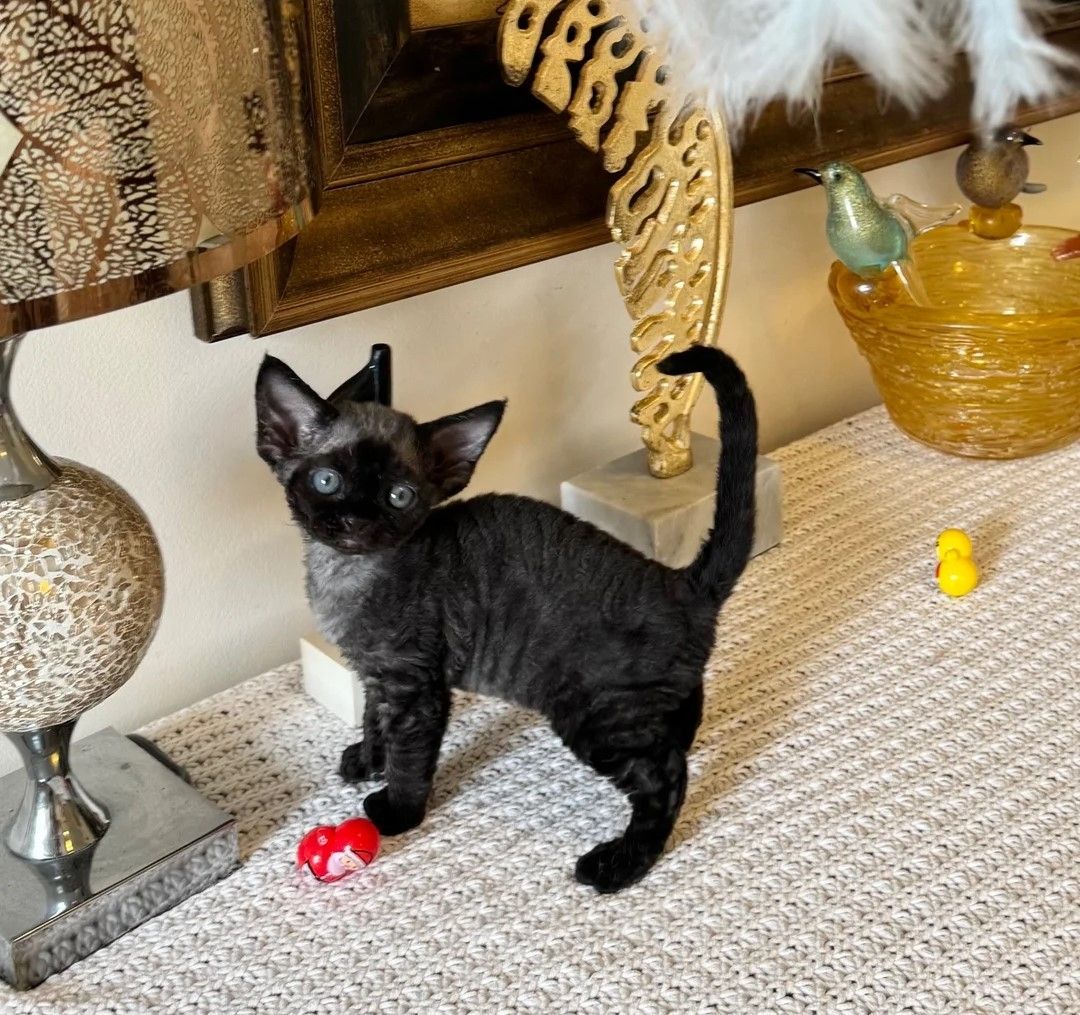 Devon-Rex-Kätzchen zu verkaufen.