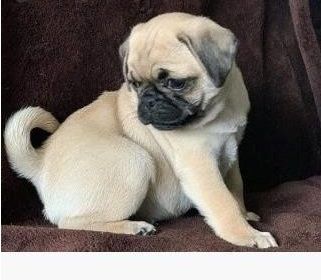Hübsche, 12 Wochen alte Mops-Welpen