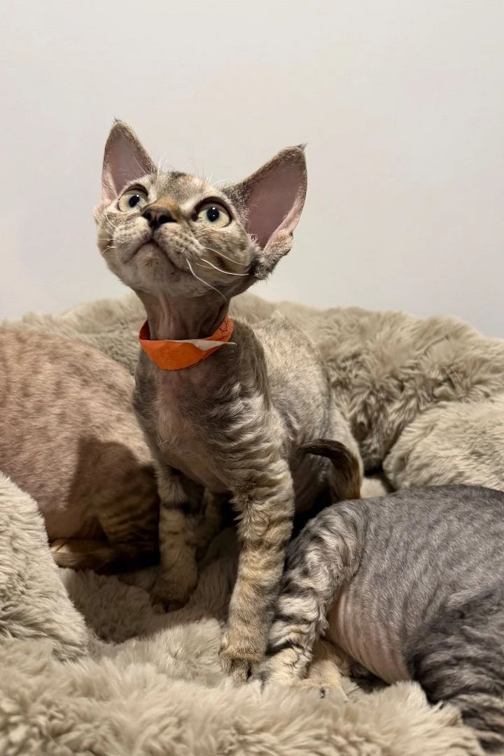 Hervorragende Devon-Rex-Kätzchen zu verkaufen.