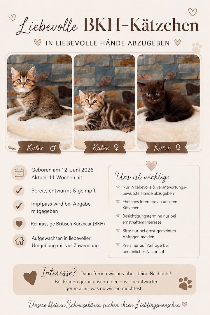 Katzenbabys