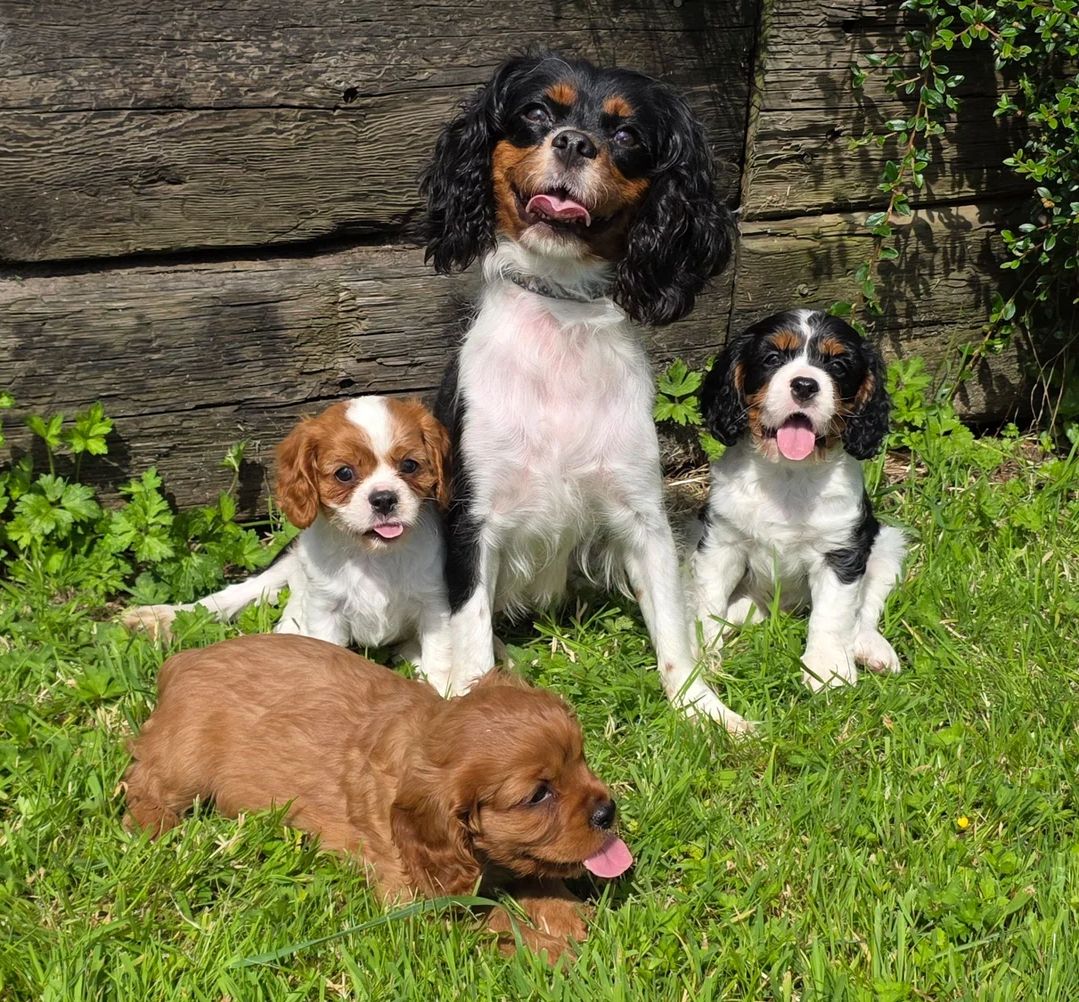 Cavalier King Charles Spaniel Welpen abzugeben.