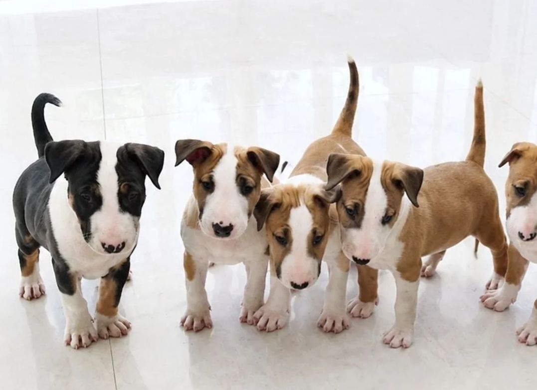 Englische Bullterrier-Welpen suchen ein neues Zuhause.