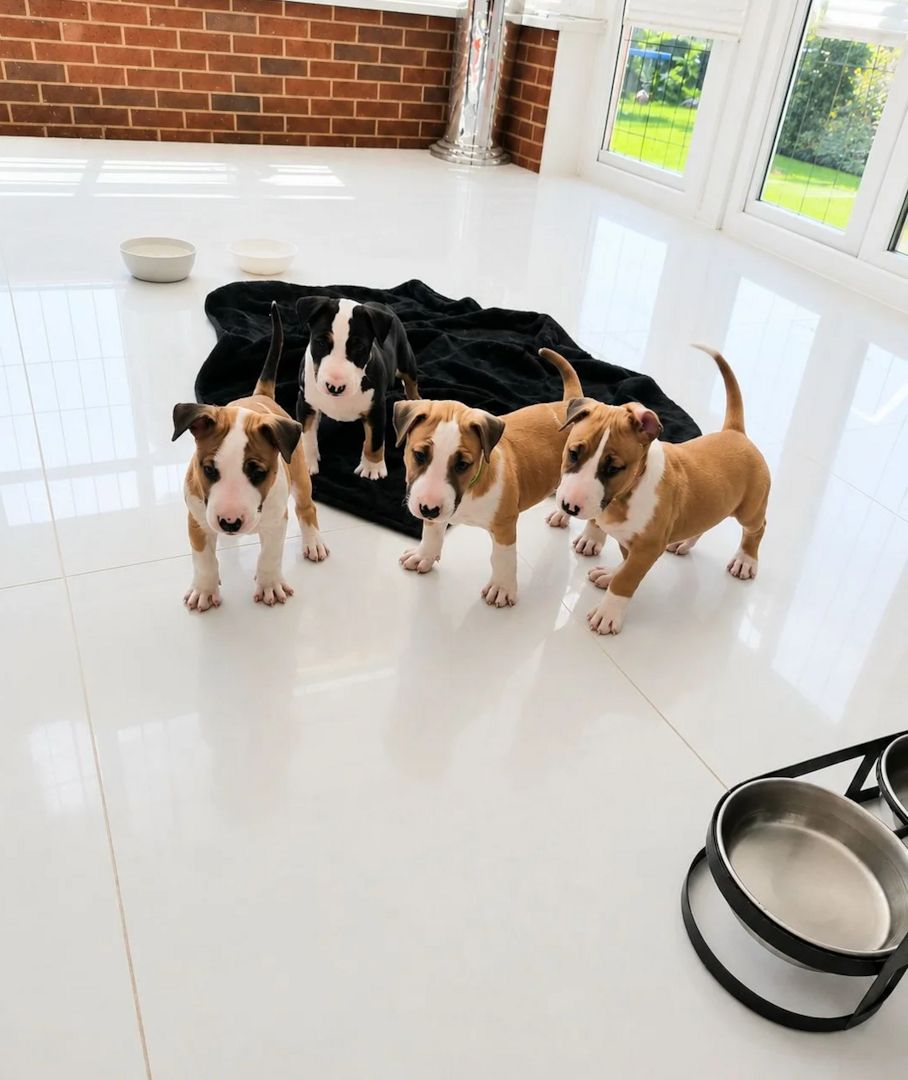 Englische Bullterrier-Welpen suchen ein neues Zuhause.