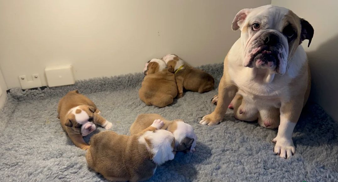 Englische Bulldoggenwelpen suchen ein neues Zuhause.