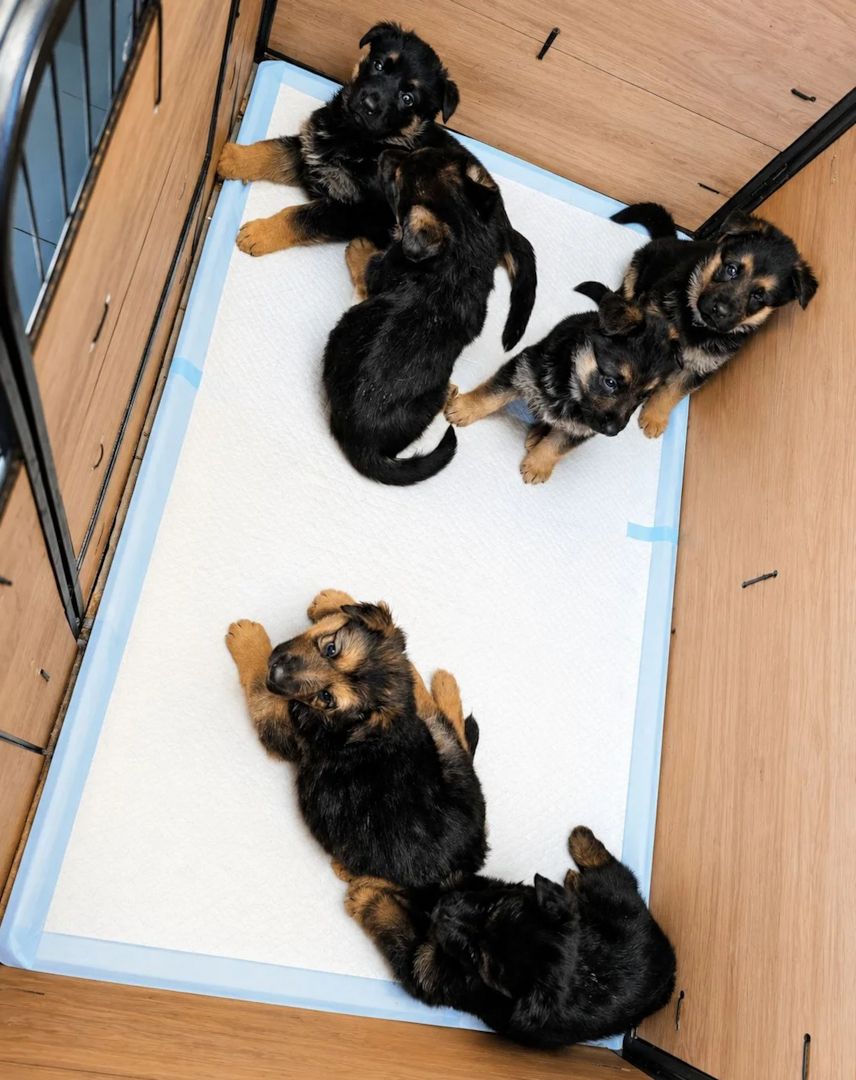 Deutsche Schäferhundwelpen aus hervorragender Zucht suchen ein neues Zuhause.
