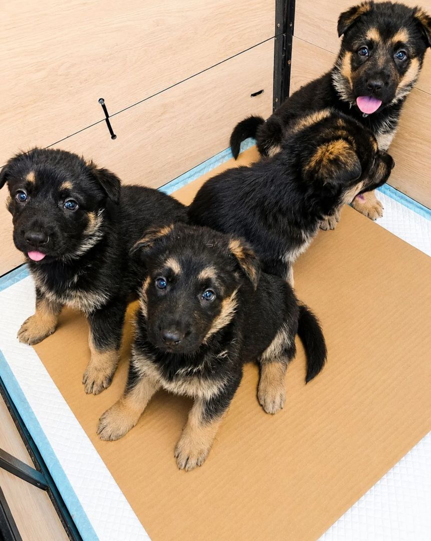 Deutsche Schäferhundwelpen suchen ein neues Zuhause.