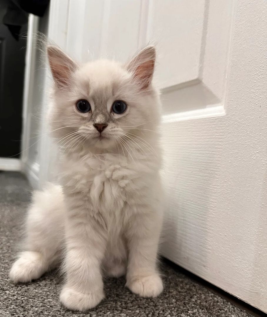 Ragdoll-Kätzchen