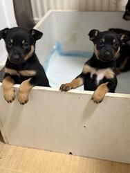 Rottweiler-Welpen suchen ein neues Zuhause.