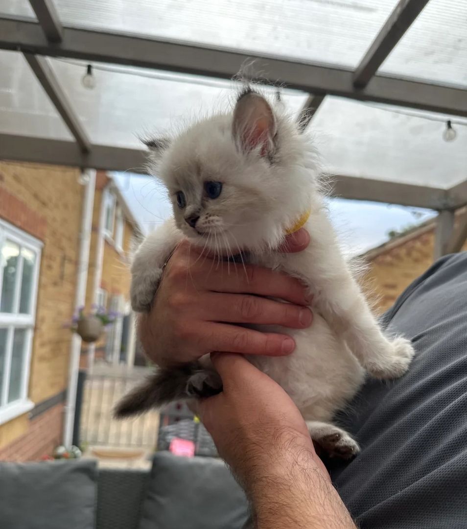 Ragdoll-Kätzchen mit blauen Punkten