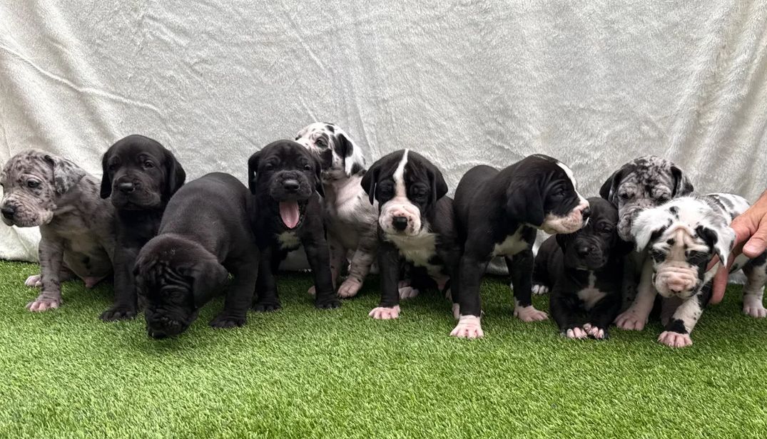 Deutsche Doggenwelpen suchen ein neues Zuhause.