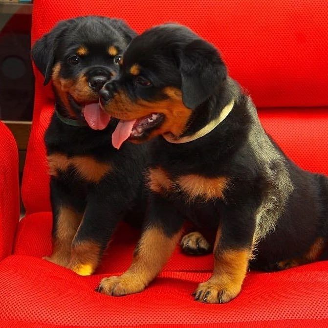 Rottweiler-Welpen suchen ein neues Zuhause.