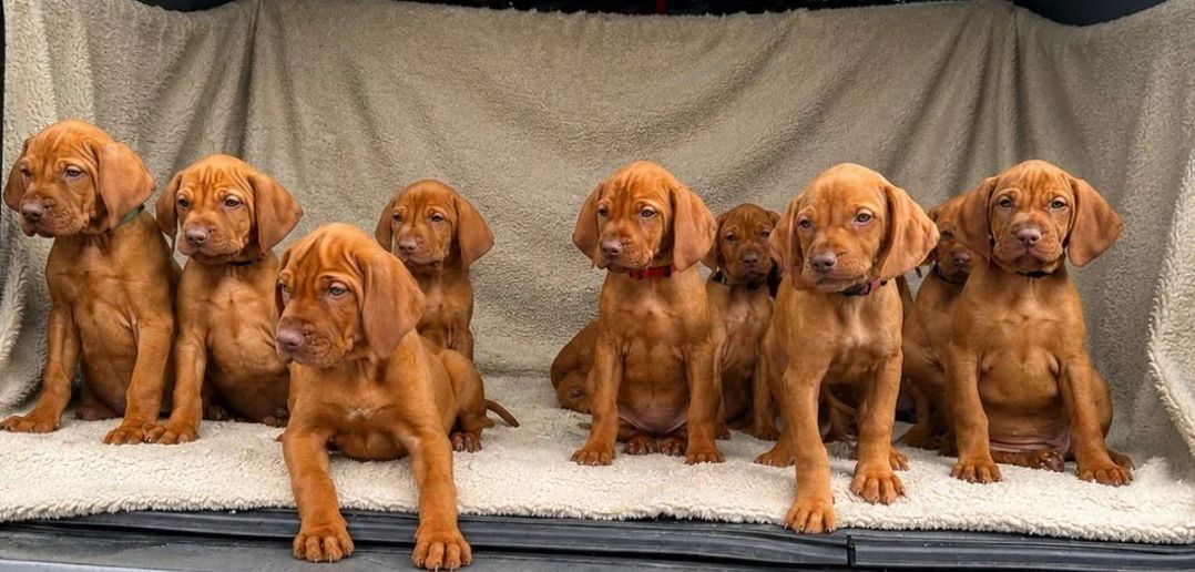 Vizsla-Welpen zur Adoption.