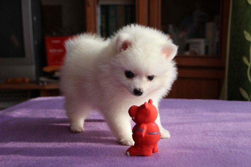 Pomeranian-Welpen zur Abgabe