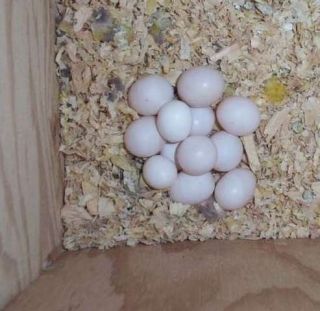 Frische, befruchtete Papageieneier und Papageienküken zu verkaufen