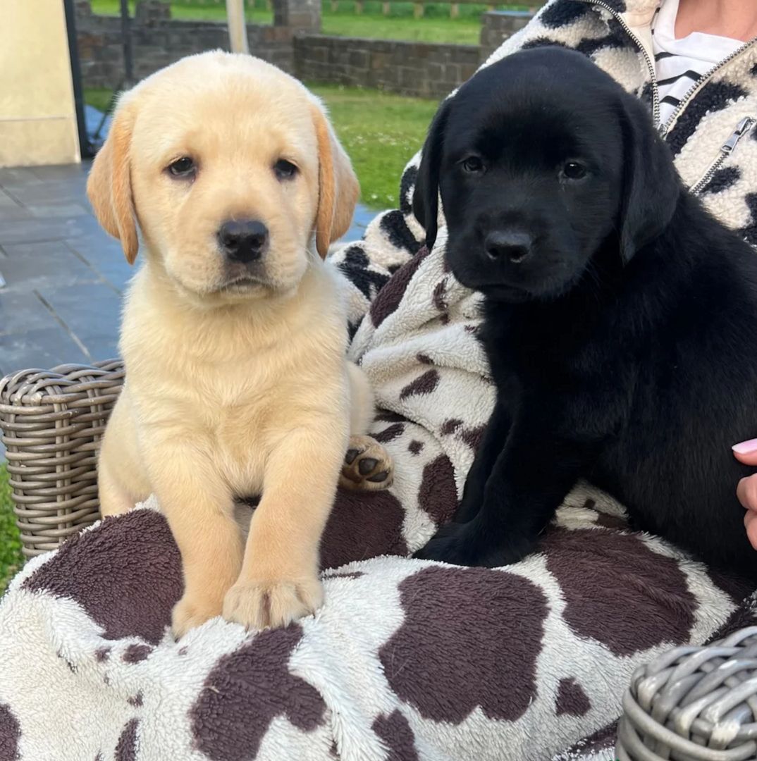 Labrador-Welpen zur Adoption.