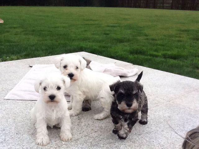 Zwergschnauzer-Welpen zur Adoption.