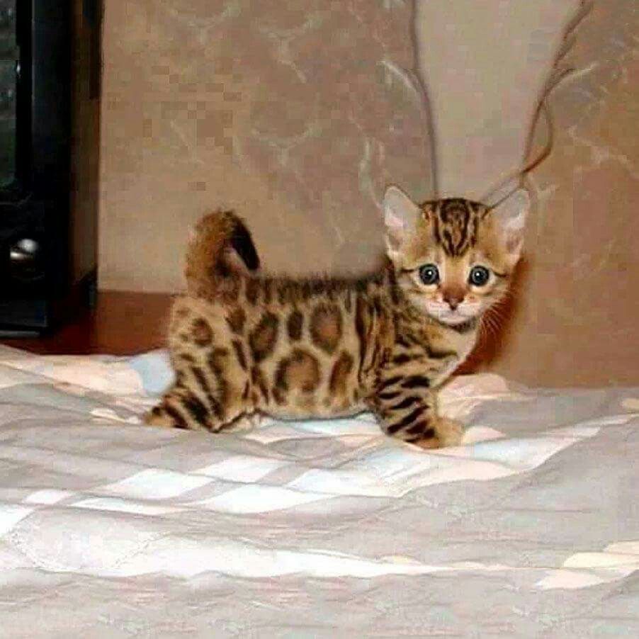 Bengal Baby Kätzchen