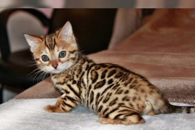 BENGAL KITTEN (Bengal Kätzchen)