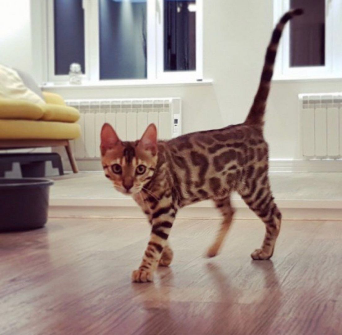 Bengal Baby Kätzchen