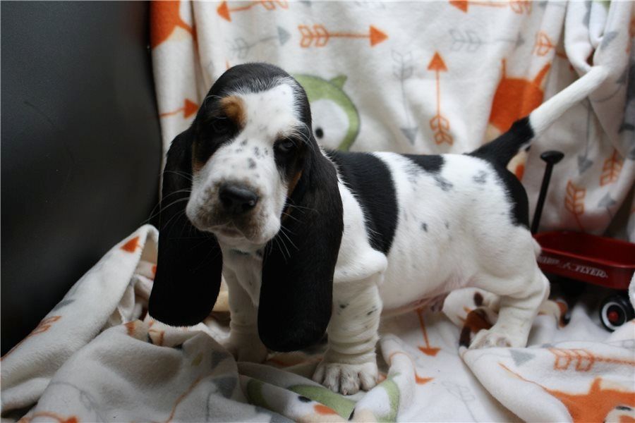Basset-Hound-Welpen. WhatsApp: +44 7469 456352
