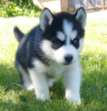 Siberian-Husky-Welpen. WhatsApp: +44 7469 456352