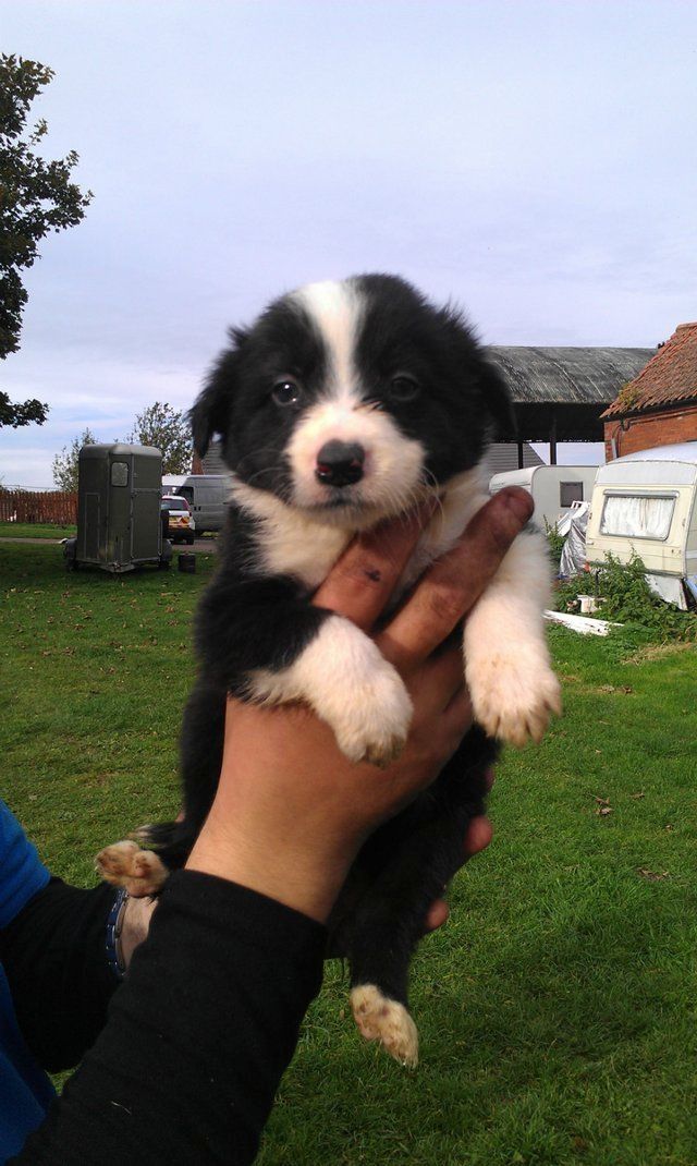 Border-Collie-Welpen. WhatsApp: +44 7469 456352