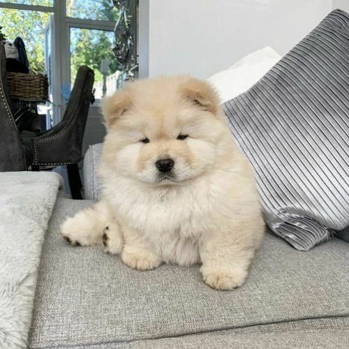 Chow-Chow-Welpen. WhatsApp: +44 7469 456352