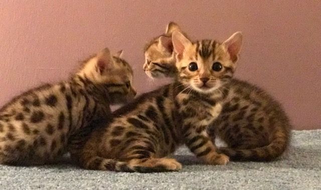 BENGAL KITTEN (Bengal Kätzchen)