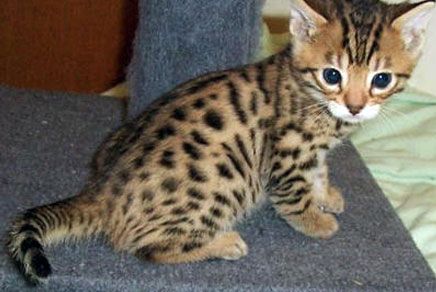 Bengal Kätzchen reinrassig