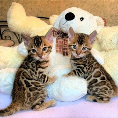 Bengal Baby Kätzchen