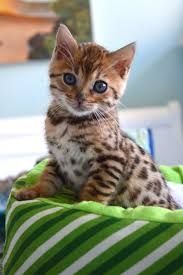 BENGAL KITTEN (Bengal Kätzchen)