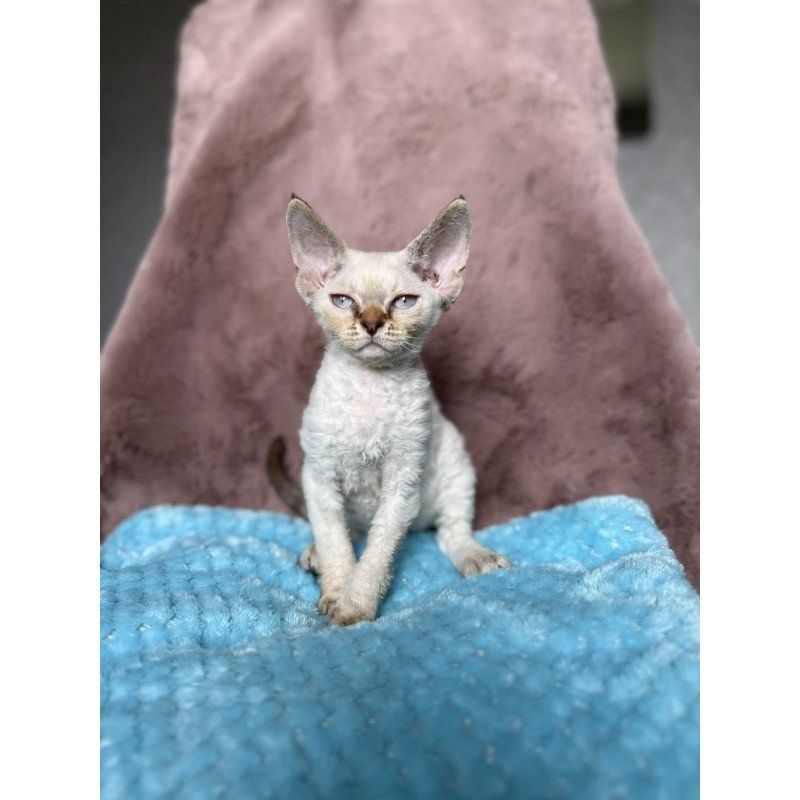 Wunderschöne Devon Rex-Kätzchen