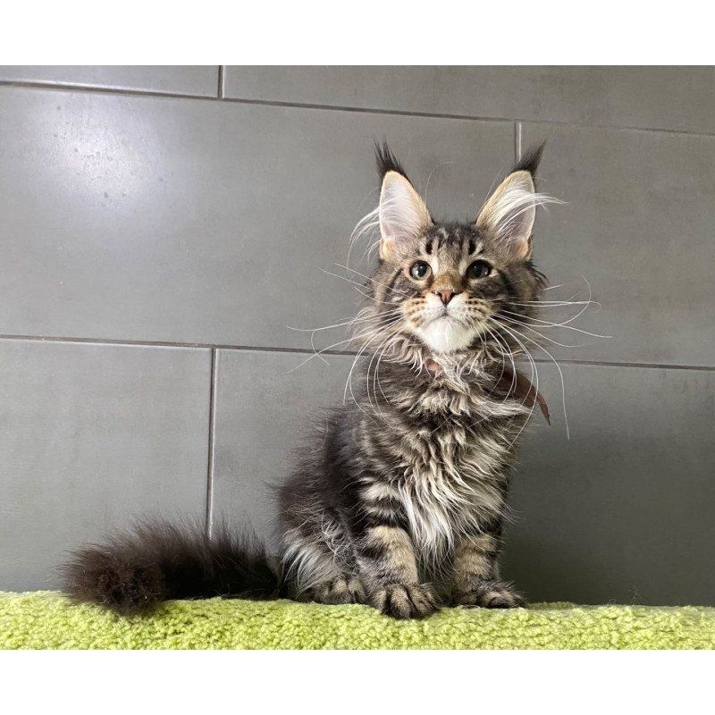 Wunderschöne Maine-Coon-Kätzchen