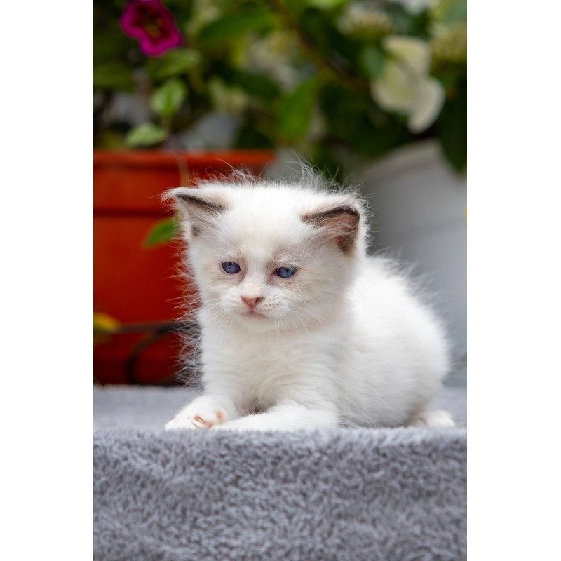 Wunderschöne Ragdoll-Kätzchen (männlich und weiblich) zu verkaufen