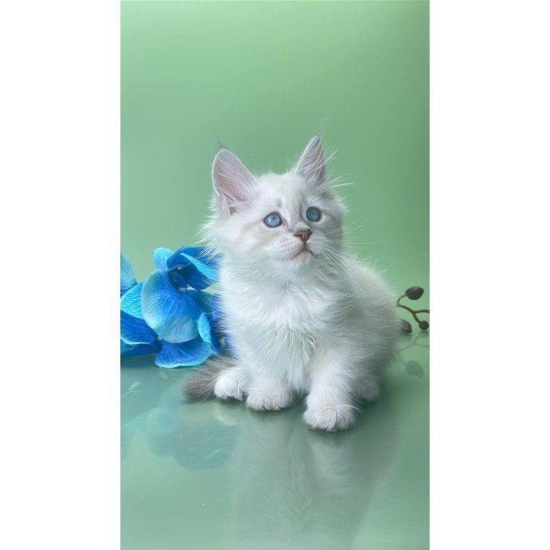 Wunderschöne sibirische Katzenbabys