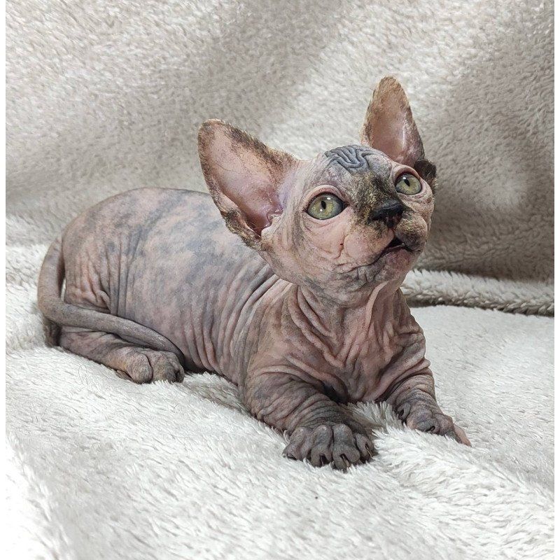 Wunderschöne Sphynx-Kätzchen (männlich und weiblich) zu verkaufen