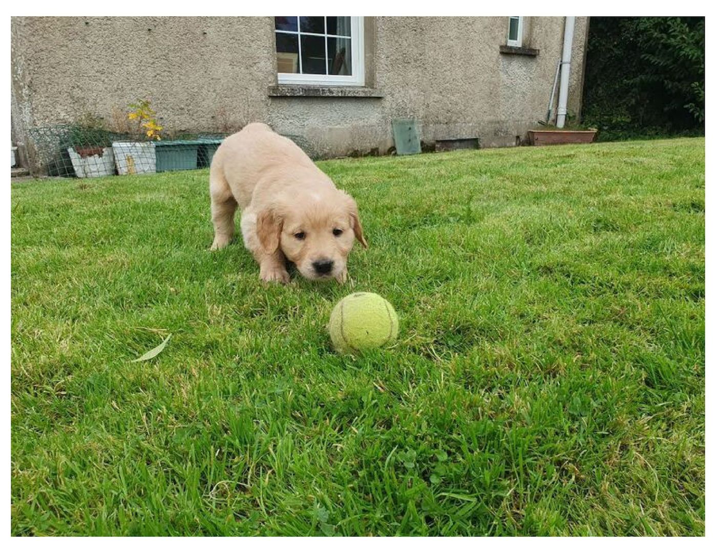 Golden-Retriever-Welpen