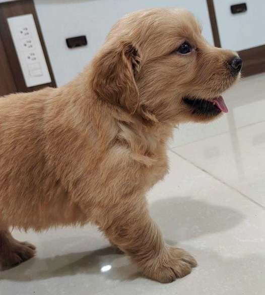 Golden-Retriever-Welpen