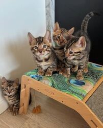 Bengal-Kätzchen abzugeben.